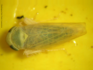 Beet leafhopper 1