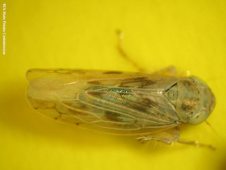 Beet leafhopper 2