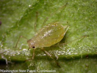 Aphids 2