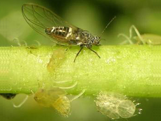 Potato psyllids 1