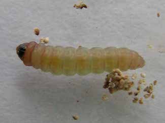 Potato tuberworm 1
