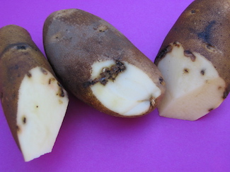 Potato tuberworm 3